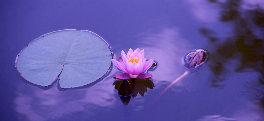 Acupuncture Clinic and Specialties in West LA